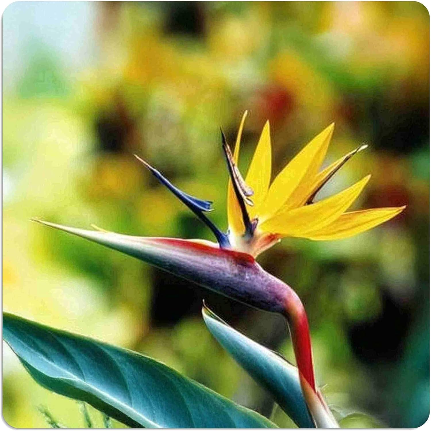 Mandela's Gold Bird of Paradise Strelitzia Tropical Live Plant Odd Yellow Violet Flower Emerald's - Landscape Ready Size - 6 Inch Pot