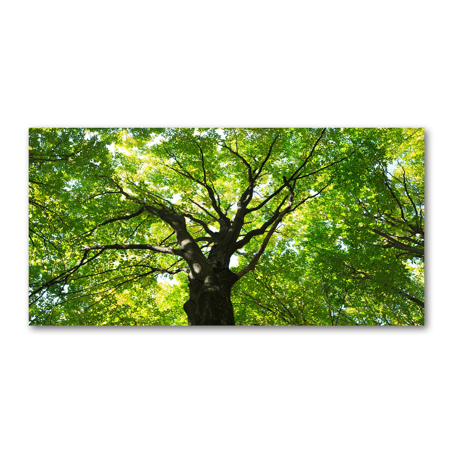 Mural art acrylique Tulup 120x60cm finition brillante premium bosque verde