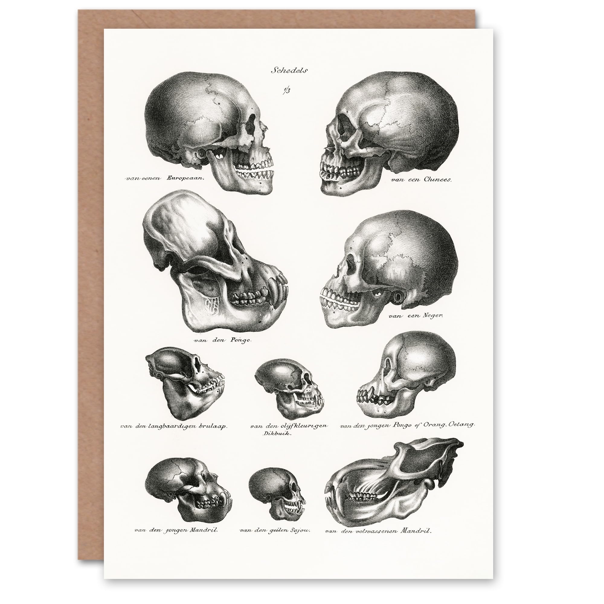 Artery8 Schinz de Visser Art Card Human Monkey and Ape Skulls