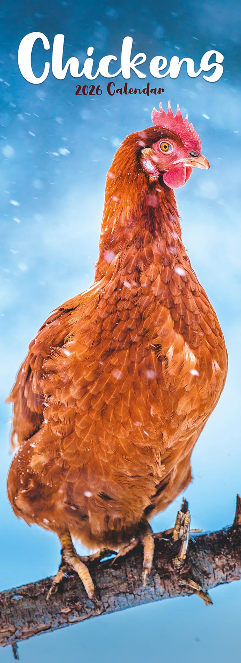 Chickens Slim 2026 Calendar | Slimline Wall Calendar | Bird Gift | Plastic Free Packaging | by Avonside Publishing