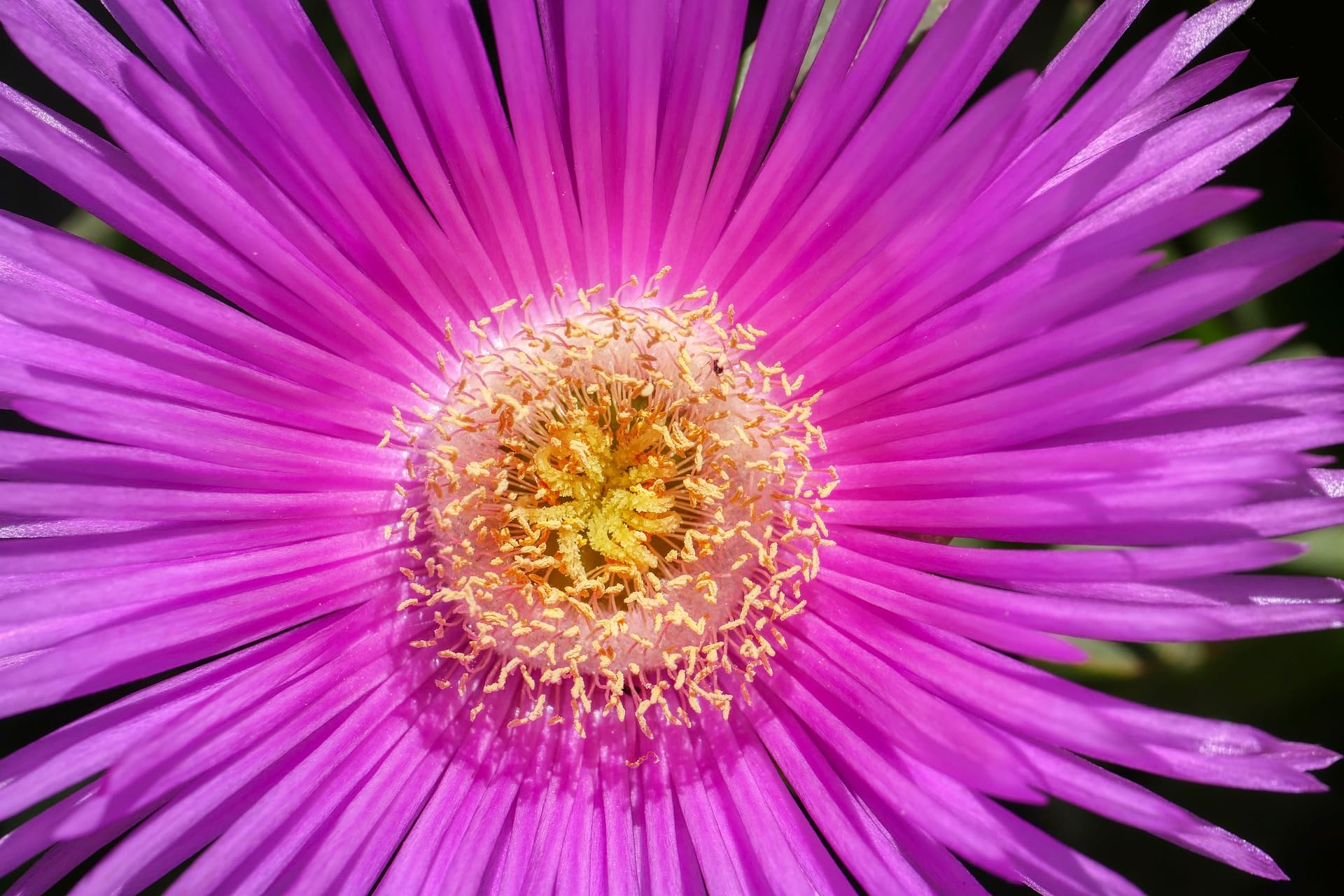 Fico degli Ottentotti con fiore giallo e rosa n.10 piantine da 20/30 cm con radice - Carpobrotus edulis