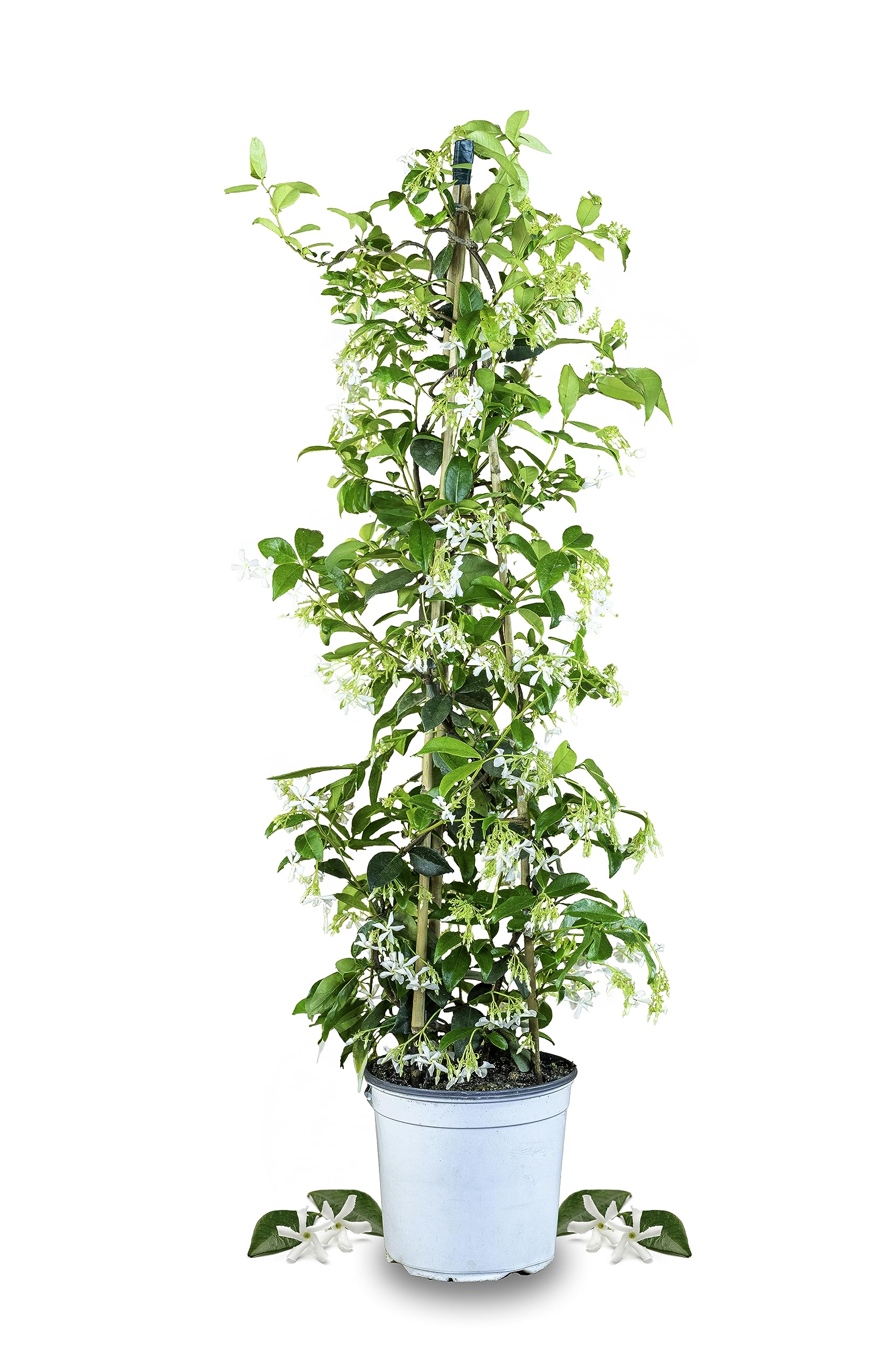 Meine Orangerie Toskanischer Sternjasmin - wunderschner winterharter Jasmin  - weiss blhende duftende Rankpflanze - winterharte Kletterpflanze  immergrn - Jasmin Pflanze duftend winterhart ( 19cm) : Amazon.de: Garten