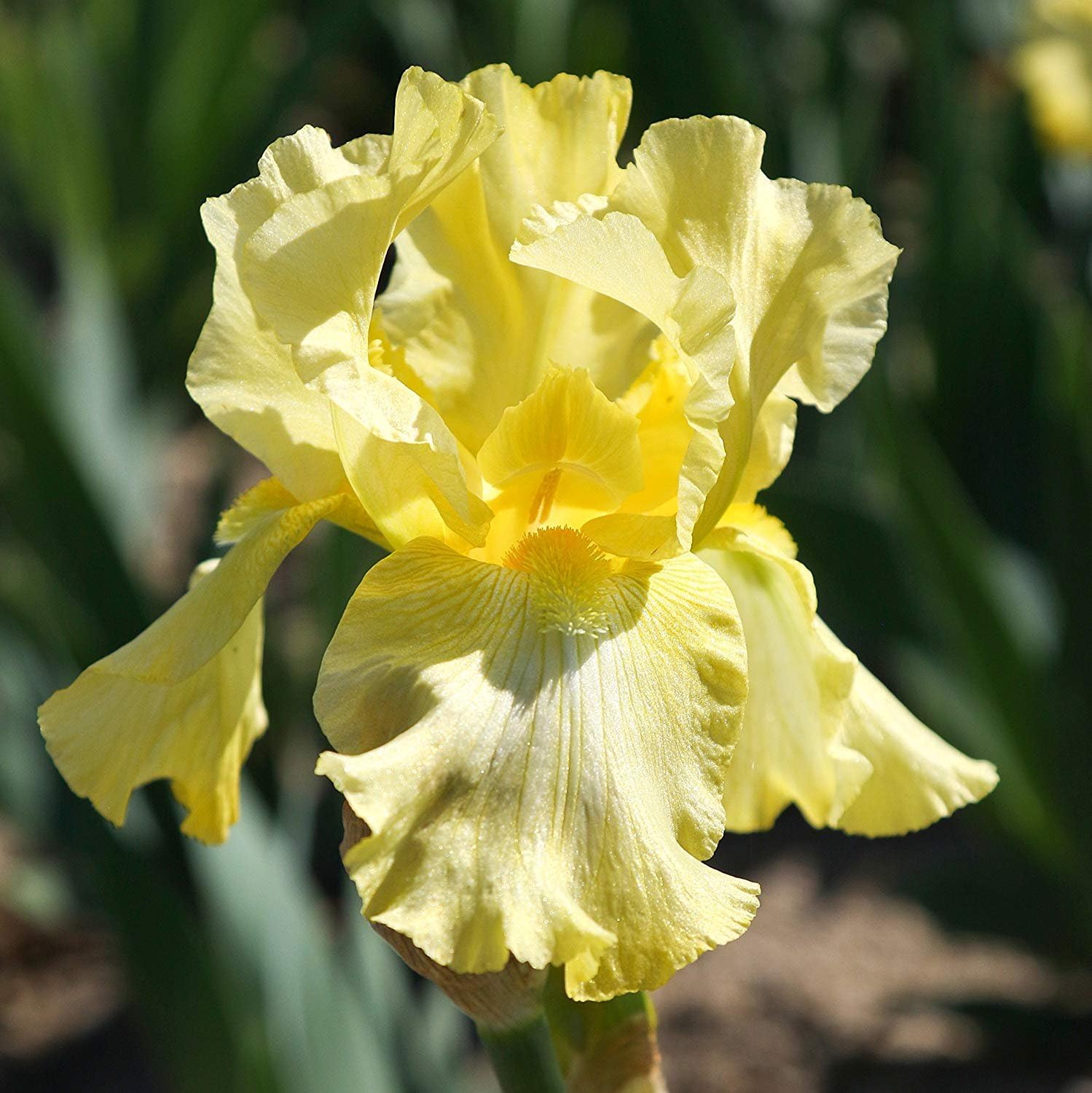 Reblooming Yellow Bearded Iris - 10 Bulbs - Shiny and Perennial - Planting Now for Summer Blooms