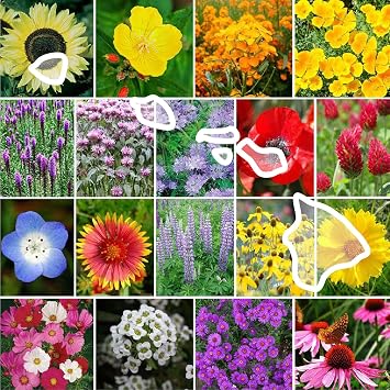 Eden Brothers Hawaii Wildflower بذور مختلطة للزراعة ، 1 أونصة ، 30،000 + بذور مع عباد الشمس ، عباد الشمس | يجذب الملقحات ، نبات في الربيع أو الخريف ، مناطق