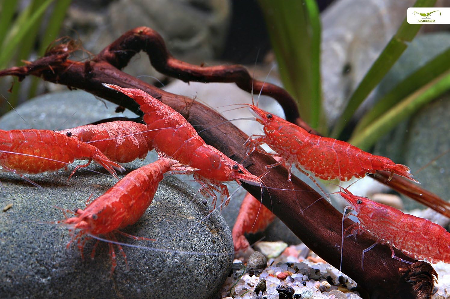 Garnelio Red Fire/Cherry Shrimp - Pack of 10
