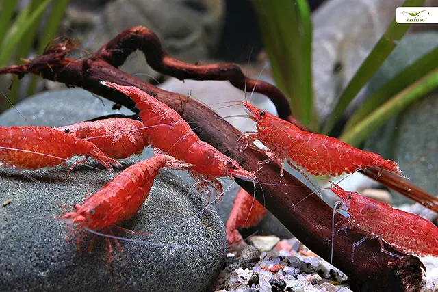 Gamberetti Red Fire Cherry per Acquario - 10 Pezzi per Principianti