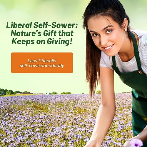 Miniatura 5 de outsidepride Lacy Phacelia Azul Violeta