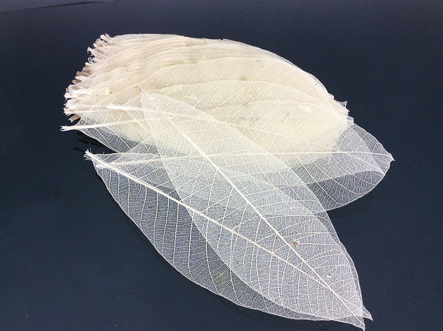 Skeleton Leaves 7 Inch 300 pcs Natural Rubber Leaves Flower Making Floral Scrapbook Craft Wedding Card