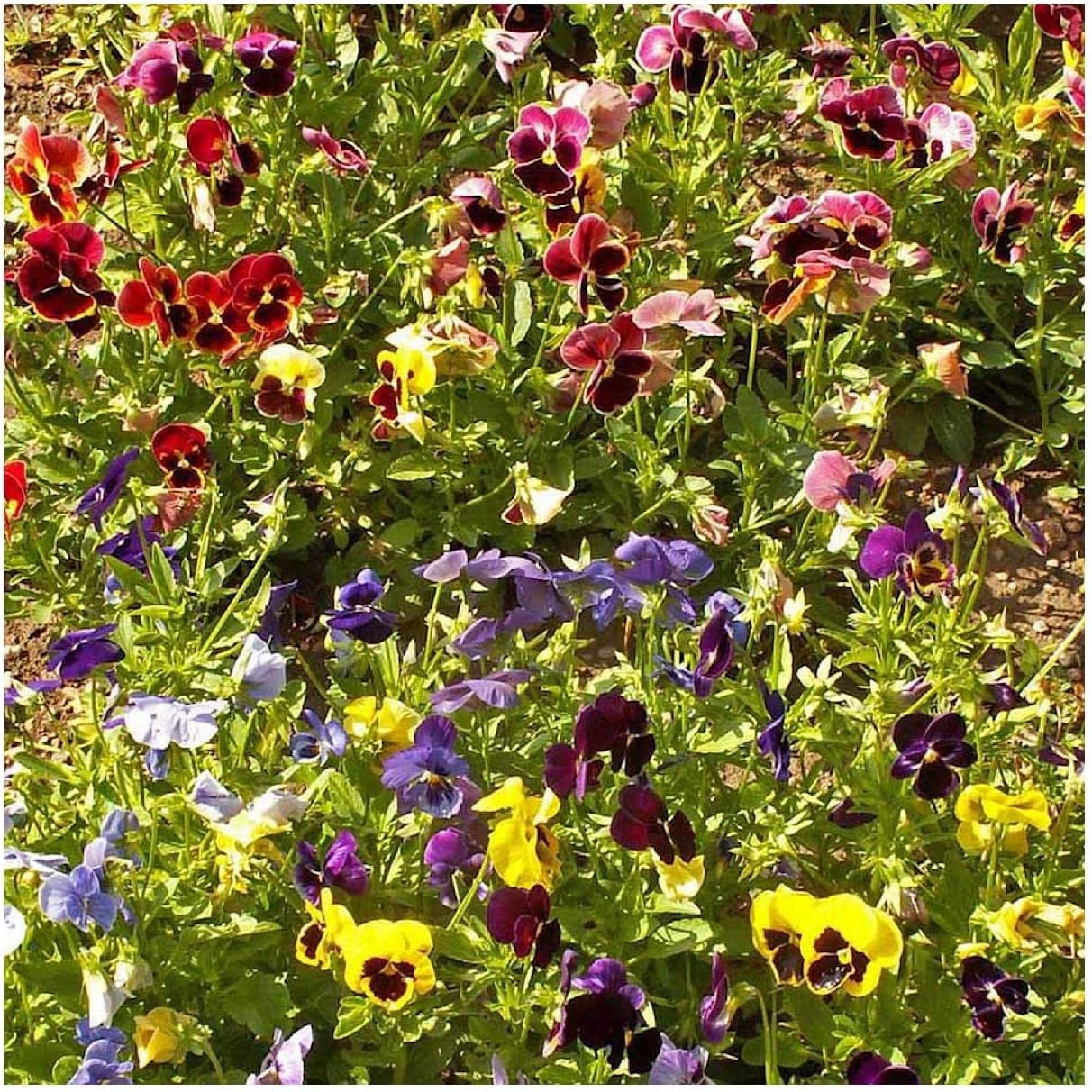 Everwilde Farms - 1/4 Lb Swiss Giants Pansy Mix Wildflower Seeds - Gold Vault
