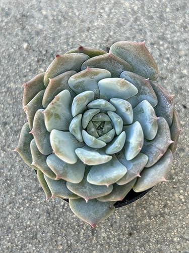 Miniatura 4 de Echeveria Snow Fairy - Planta suculenta viva, maceta de 2 pulgadas, azul verdoso con puntas rosas, planta de interior decorativa para interiores y