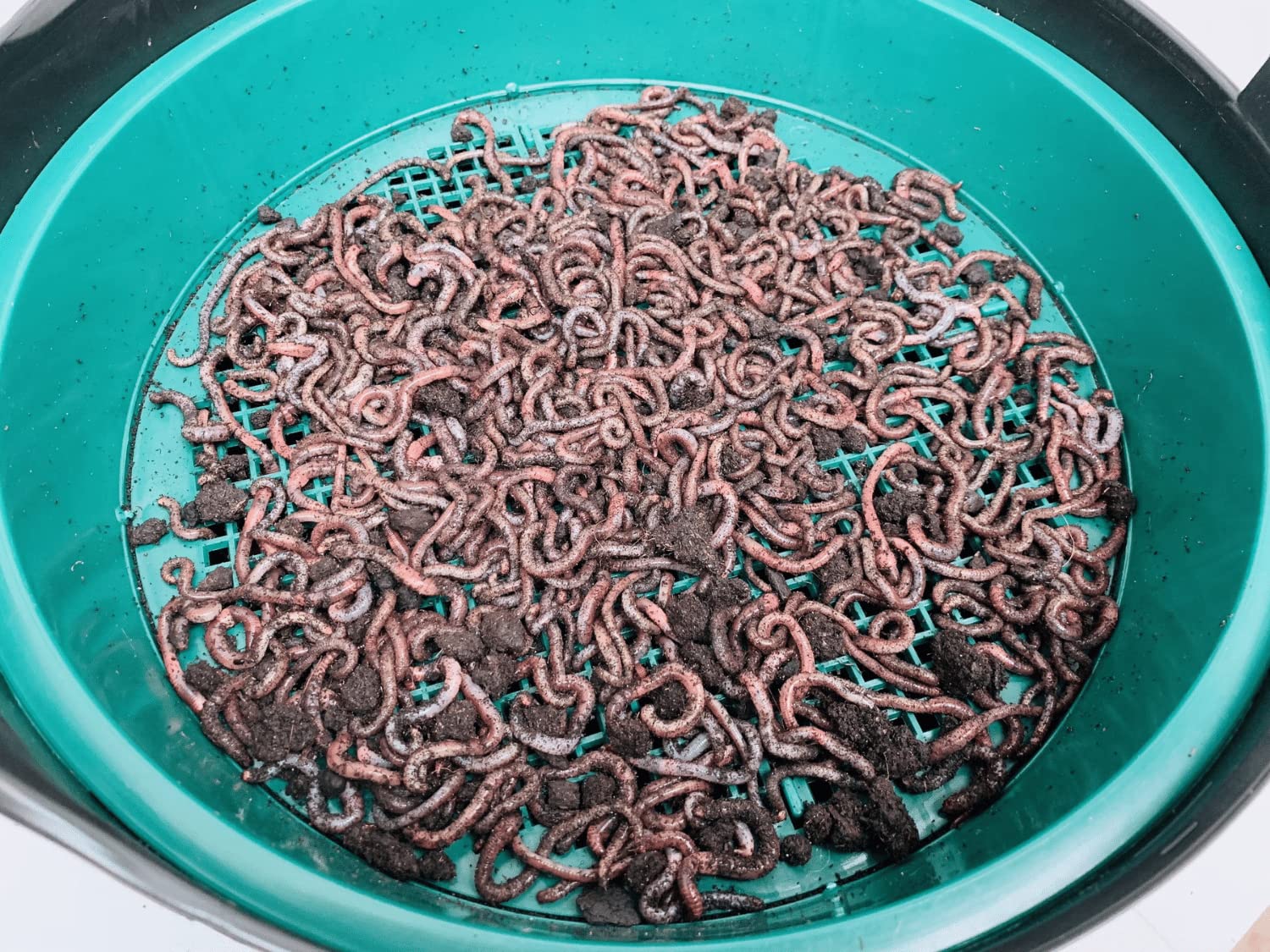 XXL Wurmzucht - mit 1 kg großen (ca. 630 St.) für eigenen Zuchtbehälter (ohne Zuchtbox) Angelwürmer, Futterwürmer, Regenwürmer, Dendrobena, Würmer, Riesenrotwürmer, Angelköder, Lebendköder, Wurmfarm