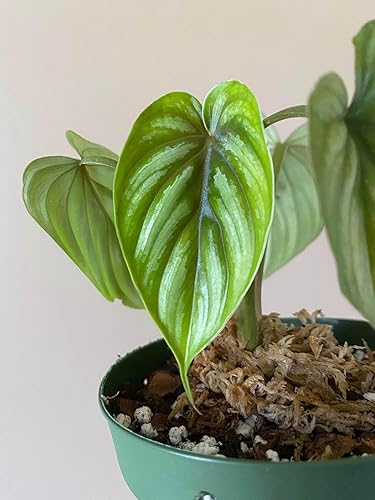 Miniatura 5 de Plowmanii Philodendron - Planta viva en una maceta de 2 pulgadas, planta de interior rara y elegante