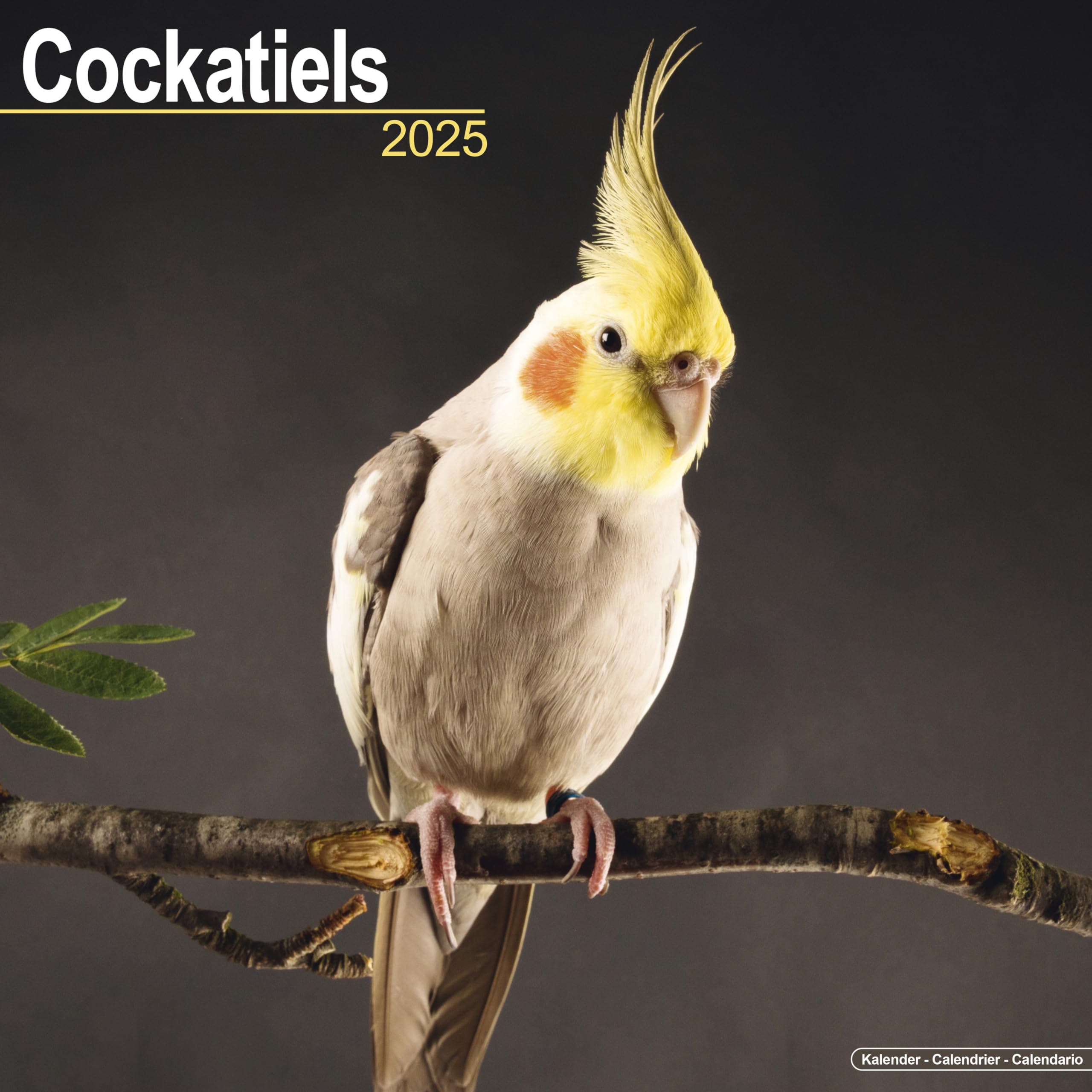Cockatiels 2025 Square Wall Calendar | Bird, Parrot Calendar