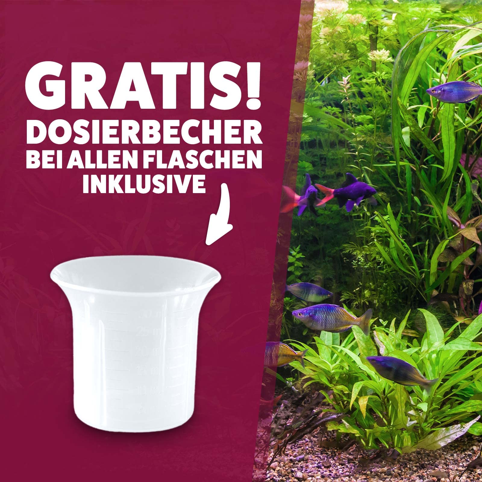 AQUASAN Aquarium Algenfrei Plus (Aquarium Algenvernichter, Algenentferner - Gegen nahezu alle Algen - Bartalgen, Pinselalgen, Schmieralgen), Inhalt:5 Liter