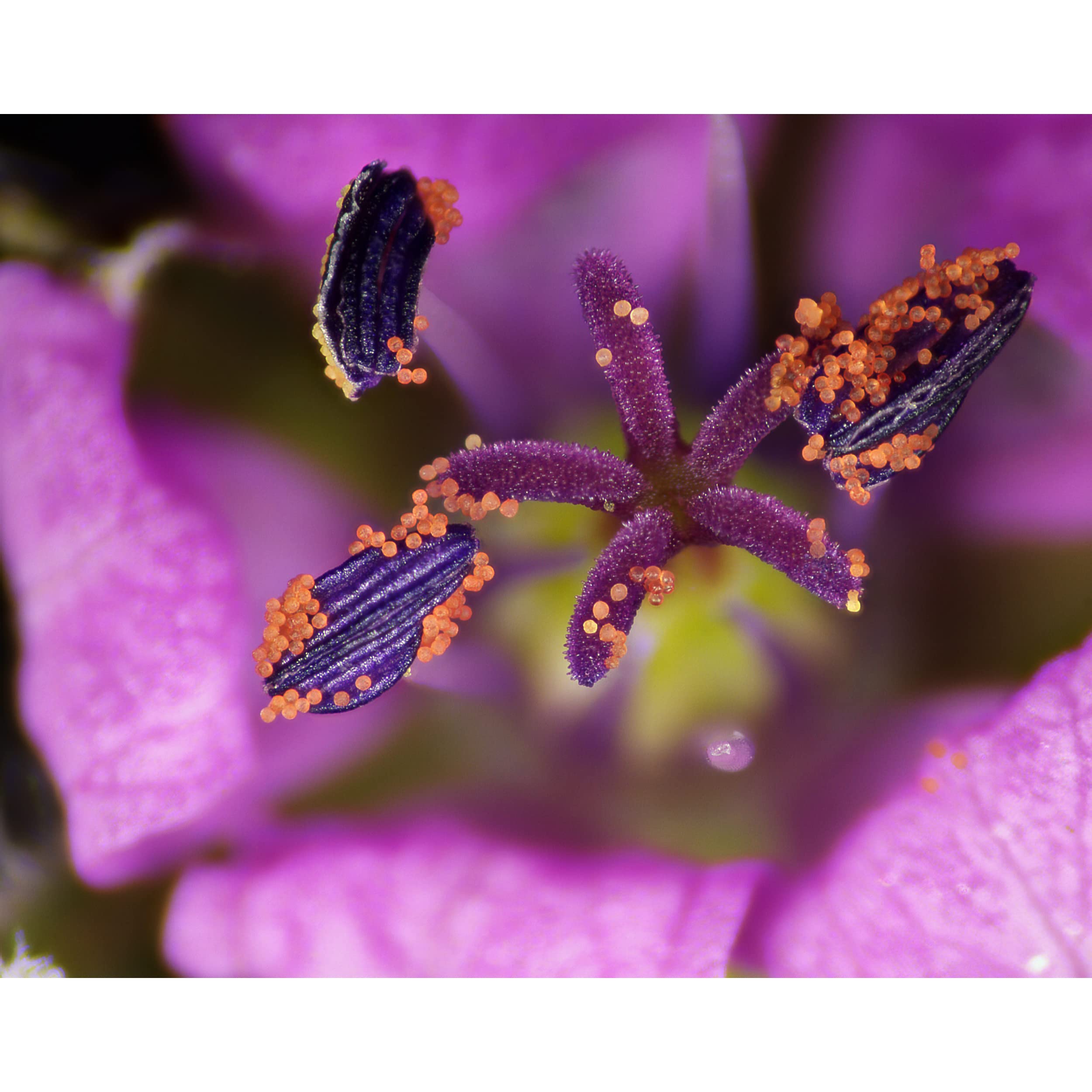 Bresser Microscopio Digitale Profesionale con Fotocamera 0,7x-4,5x, 12 MP | Luce LED incidente e trasmessa, Sony IMX226, PC Windows, Focus stacking, Misurazione, Laboratorio, Per elettronica