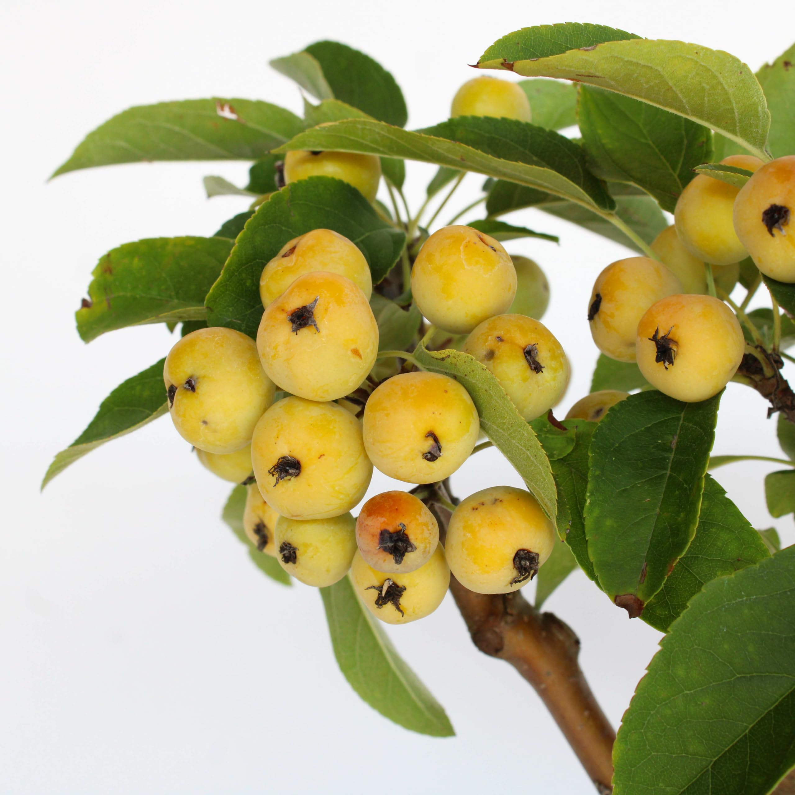 KENTIS - Bonsai di Melo - Malus Sp. - Pianta Vera da Frutto da Esterno - Piante da Giardino Balcone Terrazzo - H 25/35 cm Vaso in Ceramica 21 cm