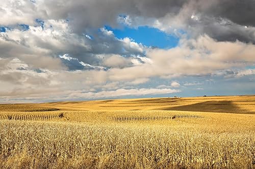 Country Photography Print (Not Framed) Picture of Golden Terraced Corn Fields Under Dreamy Sky on Autumn Day in Iowa Farm Wall Art Farmhouse Decor