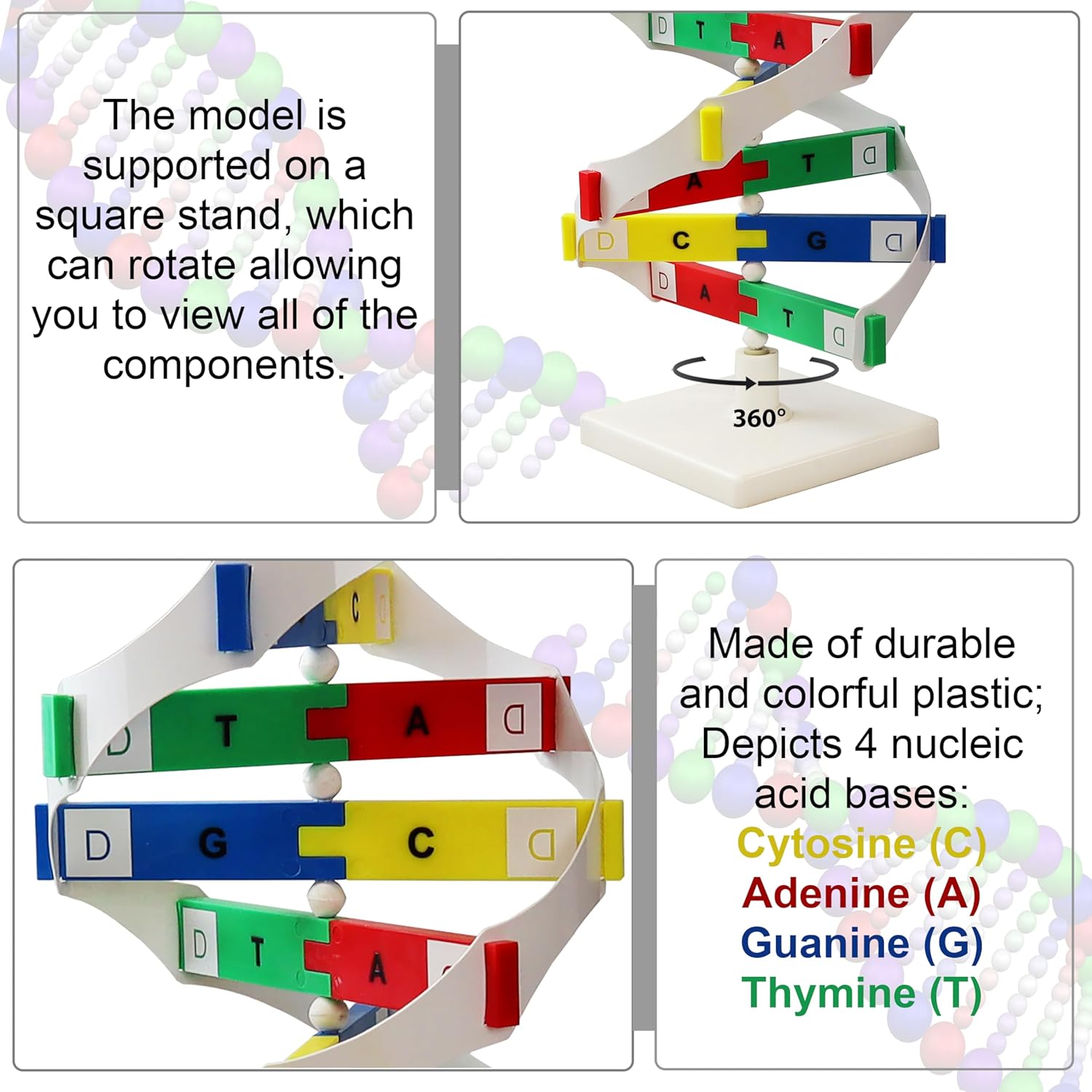 Parco Scientific PCM020 DNA Activity Model| Double Helix Structure Model | Mounted on Rotatable, Square Stand| Human Genes Learning Kit