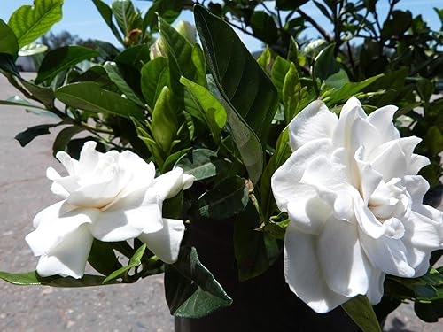 Miniatura 1 de Gardenia Belmont - 60 plantas vivas - Arbusto ornamental fragante floreciente