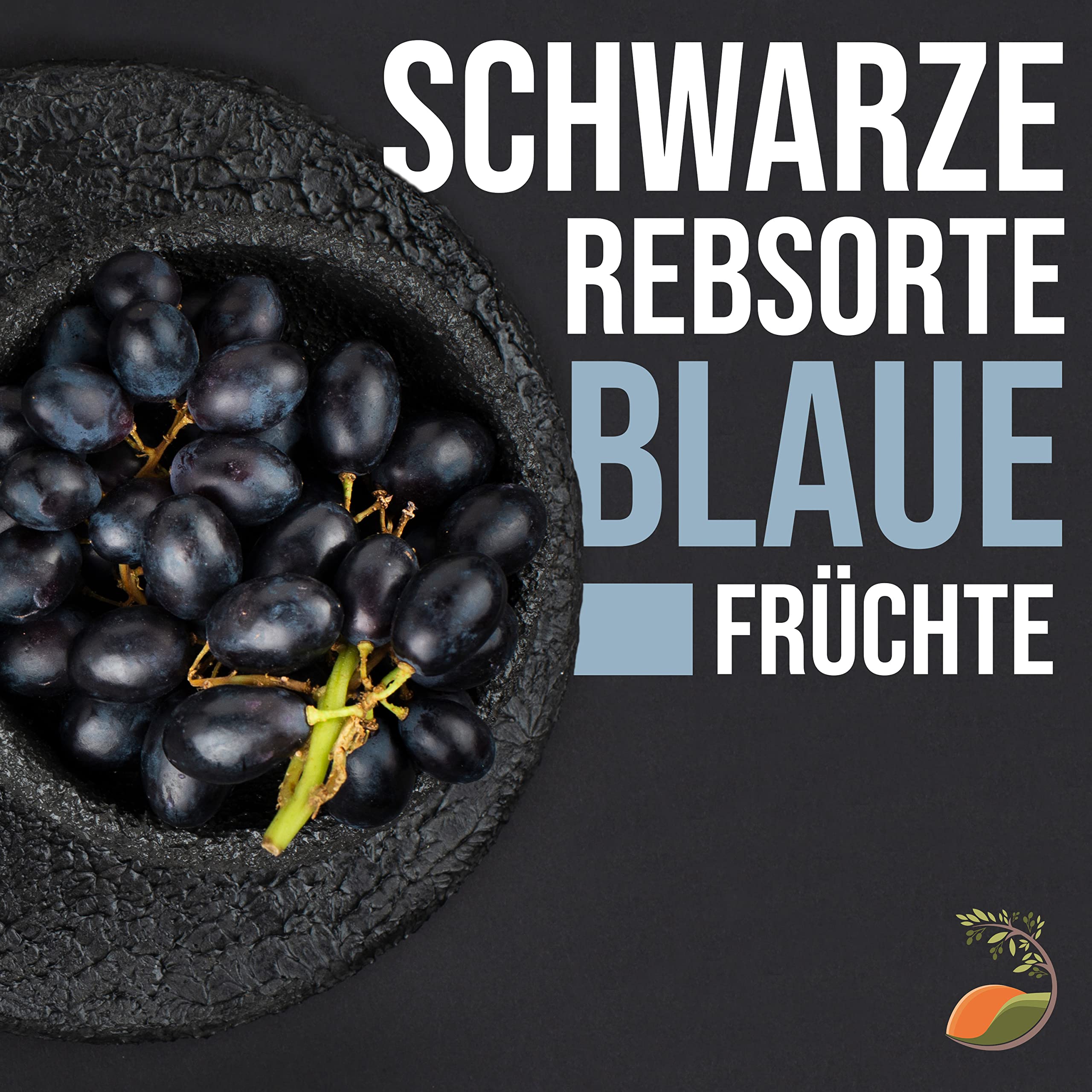 Tropictrees Weinrebe - Vitis Vinifera | alter knorriger Weinstock mit einer Höhe von 120 cm und einem Stammumfang von 25-35 cm | inklusive Topf Durchmesser 33 cm