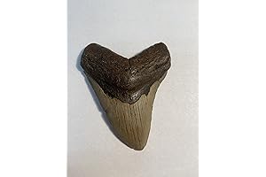 Authentic Megalodon Shark Tooth Fossil: A Journey Through Time