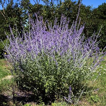 Thompson & Morgan Hardy Perennial Russian Sage  Blue Spire  Flowering Shrub, Potted Garden Plants Ideal for Cottage Gardens, Patio and Containers 2 x 3.5 Litre Pot