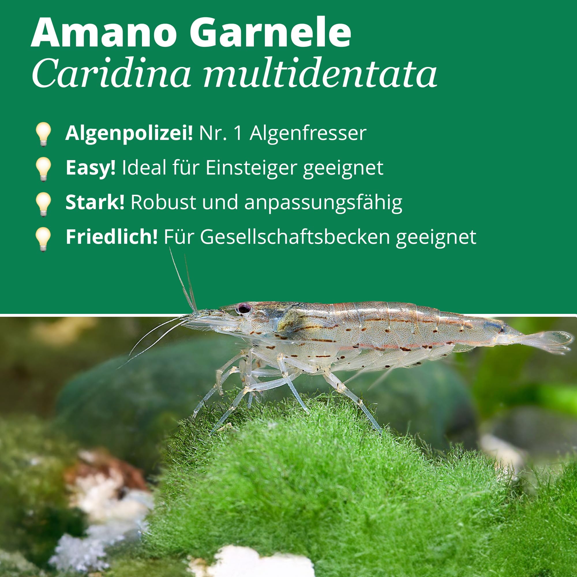 garnelio – amanog arnele – cari Dina japonica – 5er gruppo