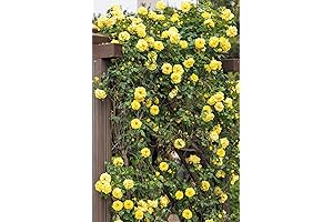 Yellow Climbing Rose Vine Climber