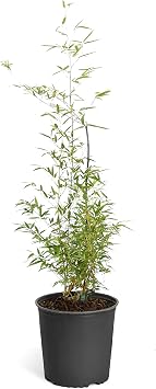 Brighter Blooms - Black Bamboo, 3-4 ft, No Shipping to AK, AZ, HI, ME, NY
