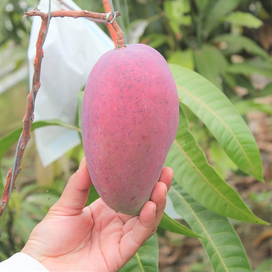 【ディーゼルおまとめ5箱】沖縄県産！完熟アップルマンゴー松セット！ 沖縄県より産地直送 JAおきなわ 完熟沖縄マンゴー 秀品 2Lサイズ