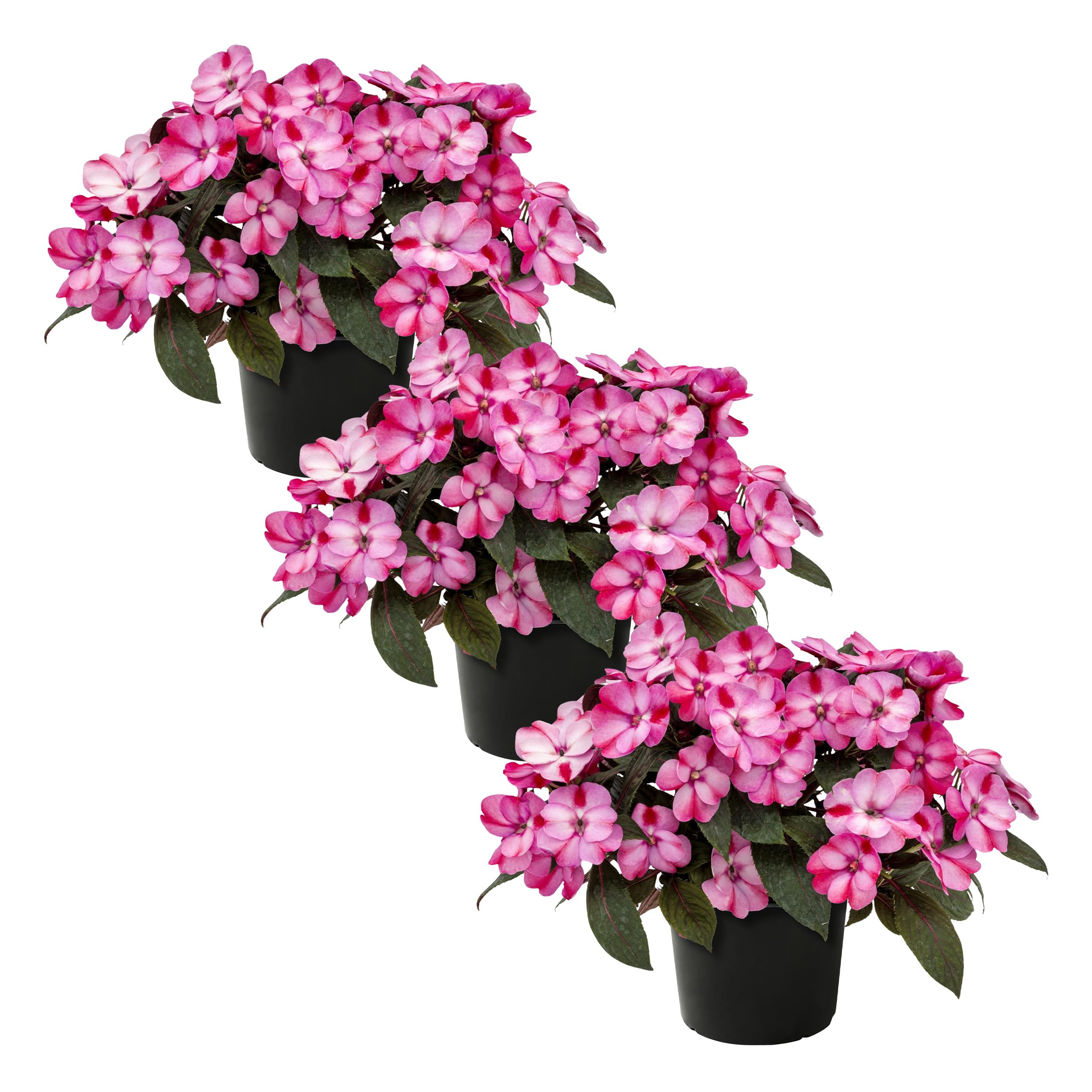 Live Flowering Sunpatiens - Red and Pink Bicolor