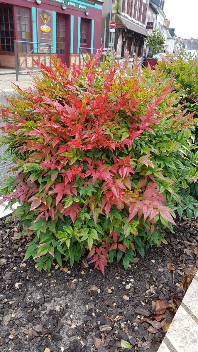 Nandina domestica OBSESSED® 'Seika' / Bambou sacré compact/Conteneur de 3 à 4 litres