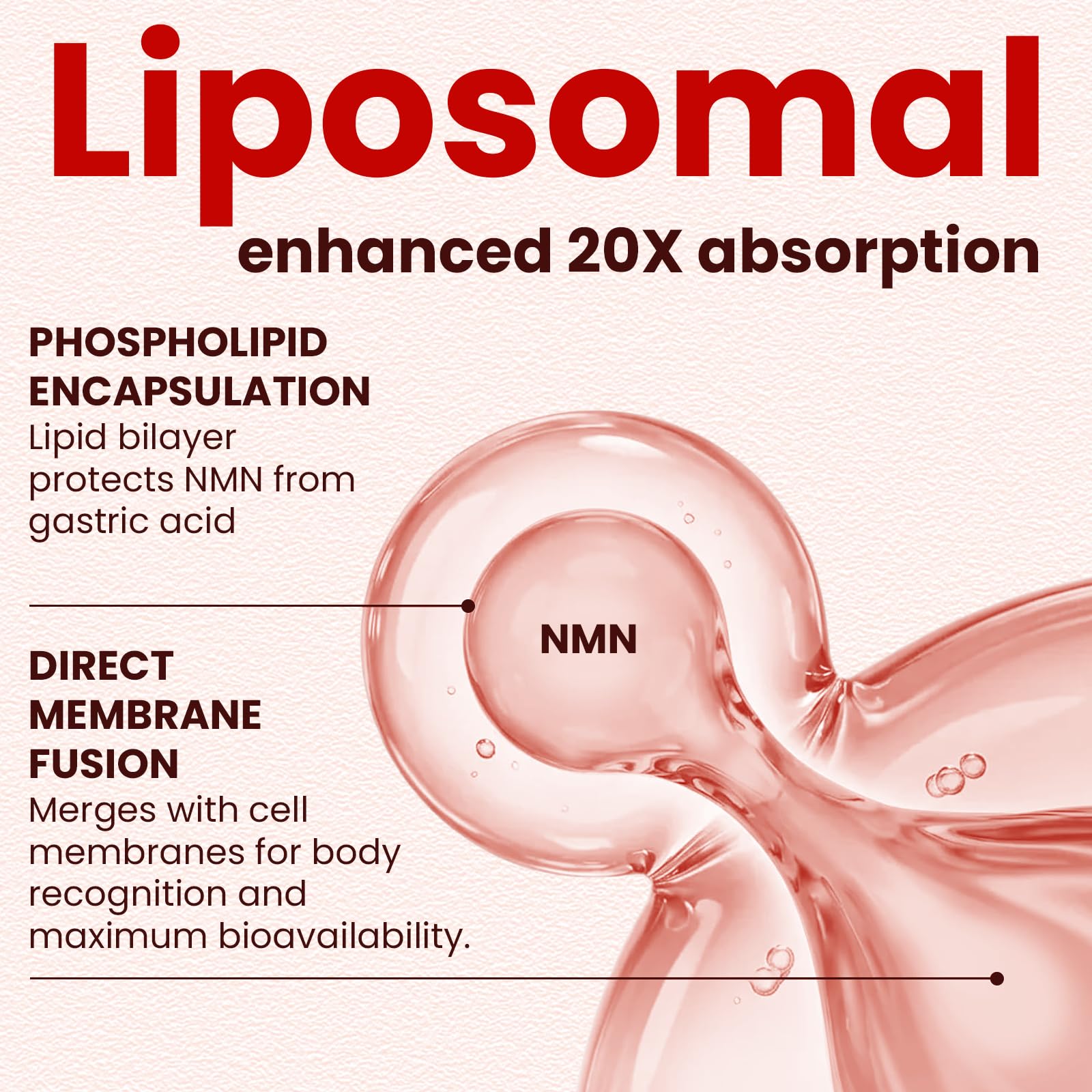 Liposomal NMN Supplement 1000mg Pure, Nmn Resveratrol Capsules, 120 Count — Amazon image 8