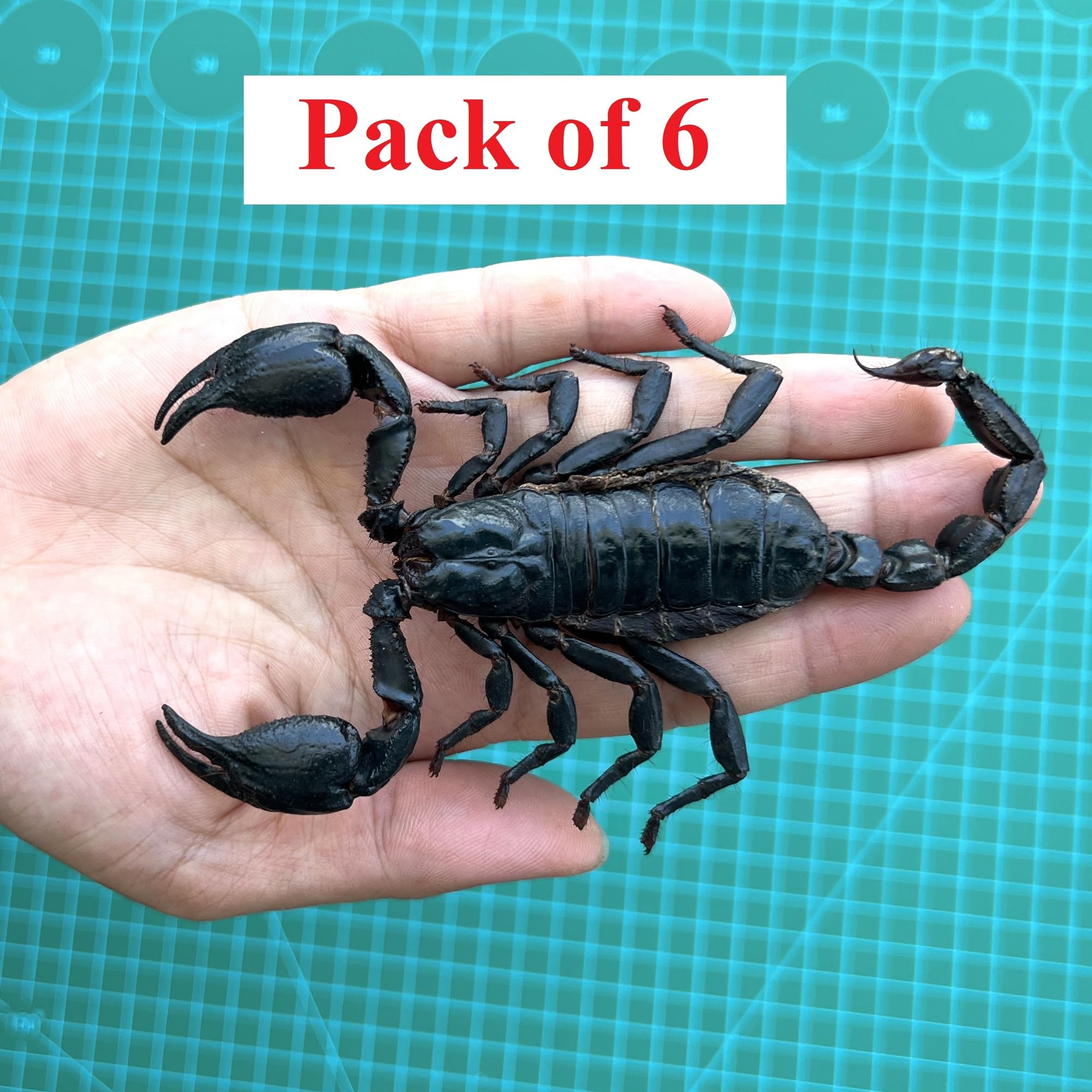 さそりページ Amazon.co.jp: リアルジャイアントサソリ 7インチ ラージ