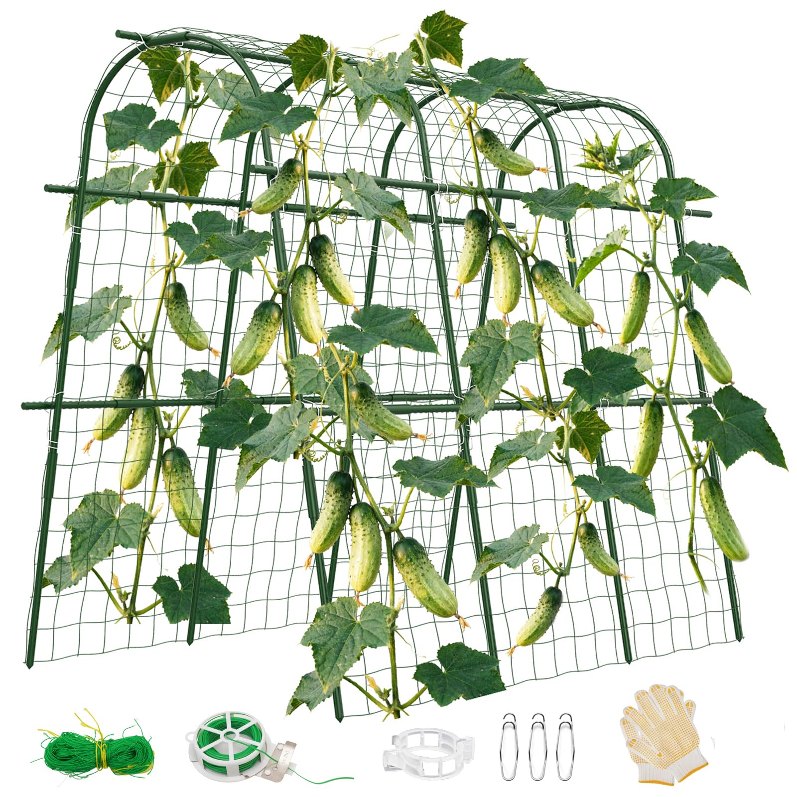 lucky bamboo plant stalks Buy 2 Lucky Bamboo Stalks (A Symbol of Love) main image 0