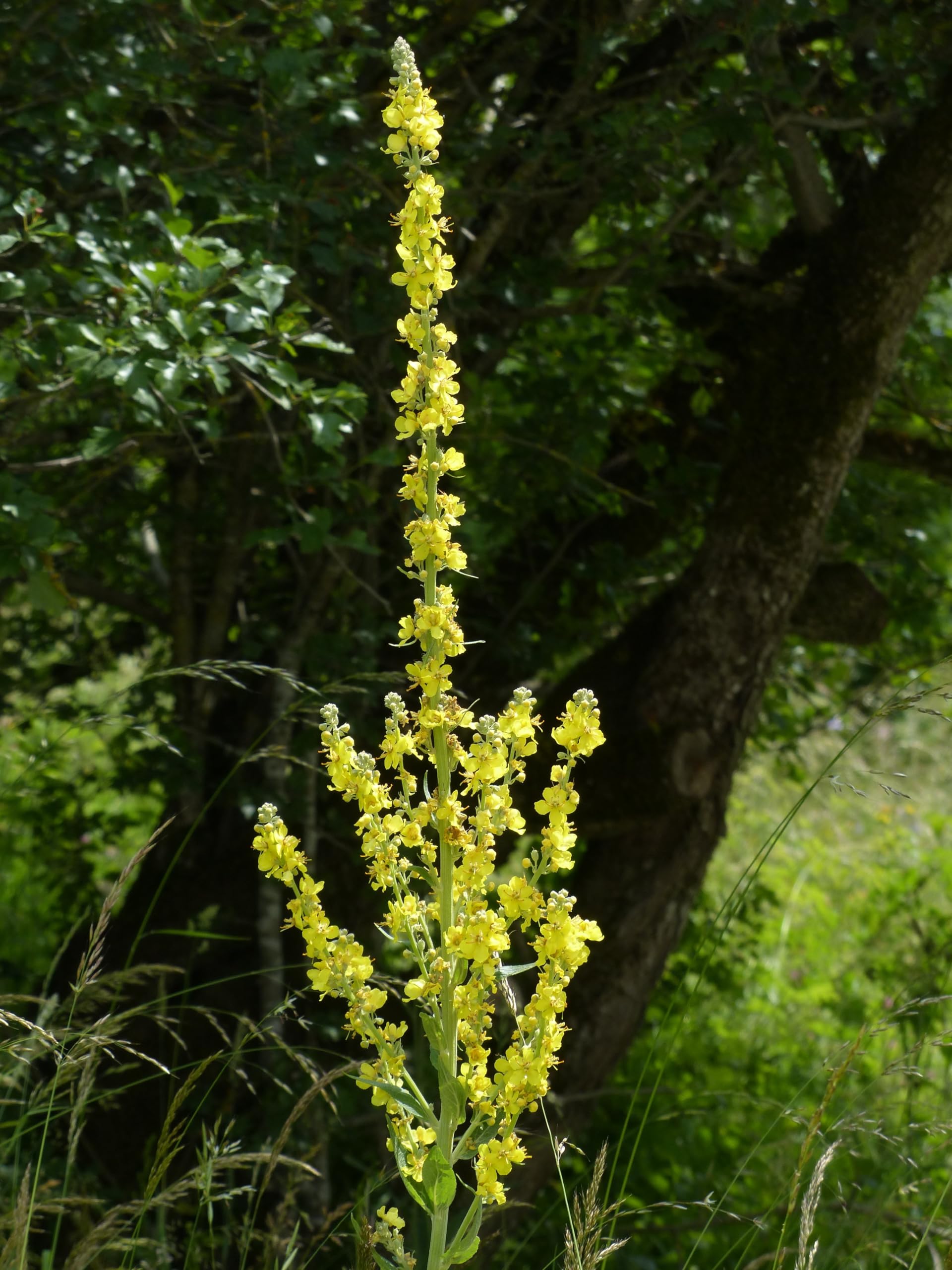 Großblütige Königskerze (Verbascum thapsiforme) Samen. Heilpflanze (20000 Samen = 2,2g)