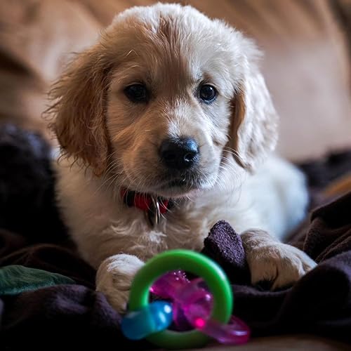 Vista 29 de Nylabone - Juguete masticable de dinosaurio dental para cachorros, juguete masticable para dentición, suministros para cachorros, sabor a pollo