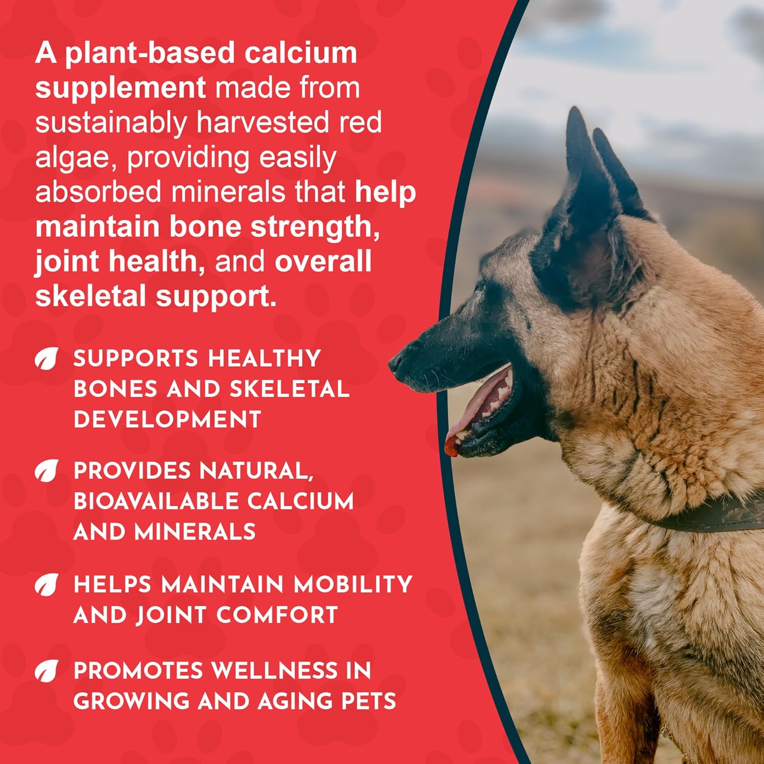 Animal Essentials Seaweed Calcium Supplement for Dogs & Cats, 12 oz (2-Pack), Iceland Seaweed Magnesium, Boron, Zinc