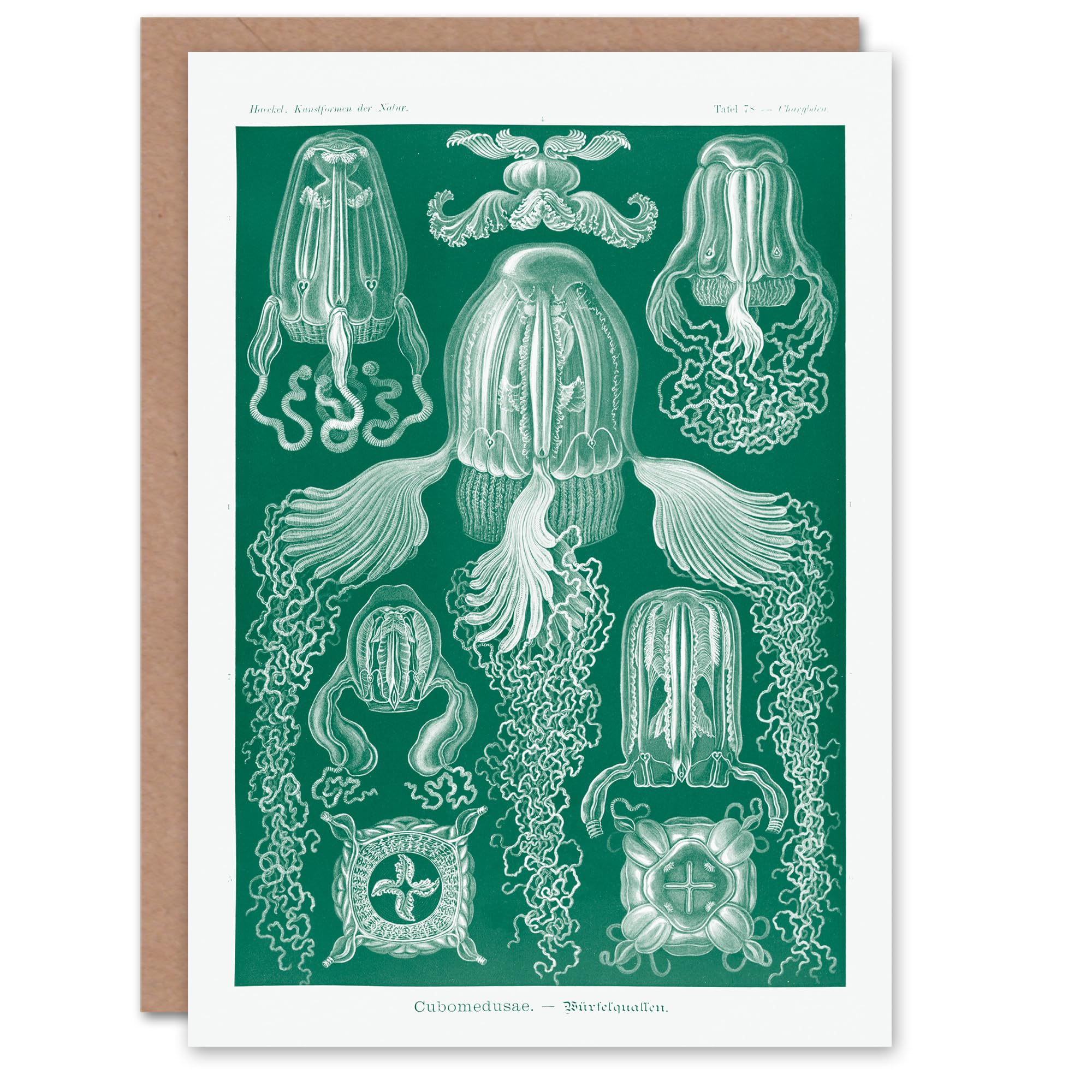 Artery8 Ernst Haeckel Art Card Cubomedusae Jellyfish Species