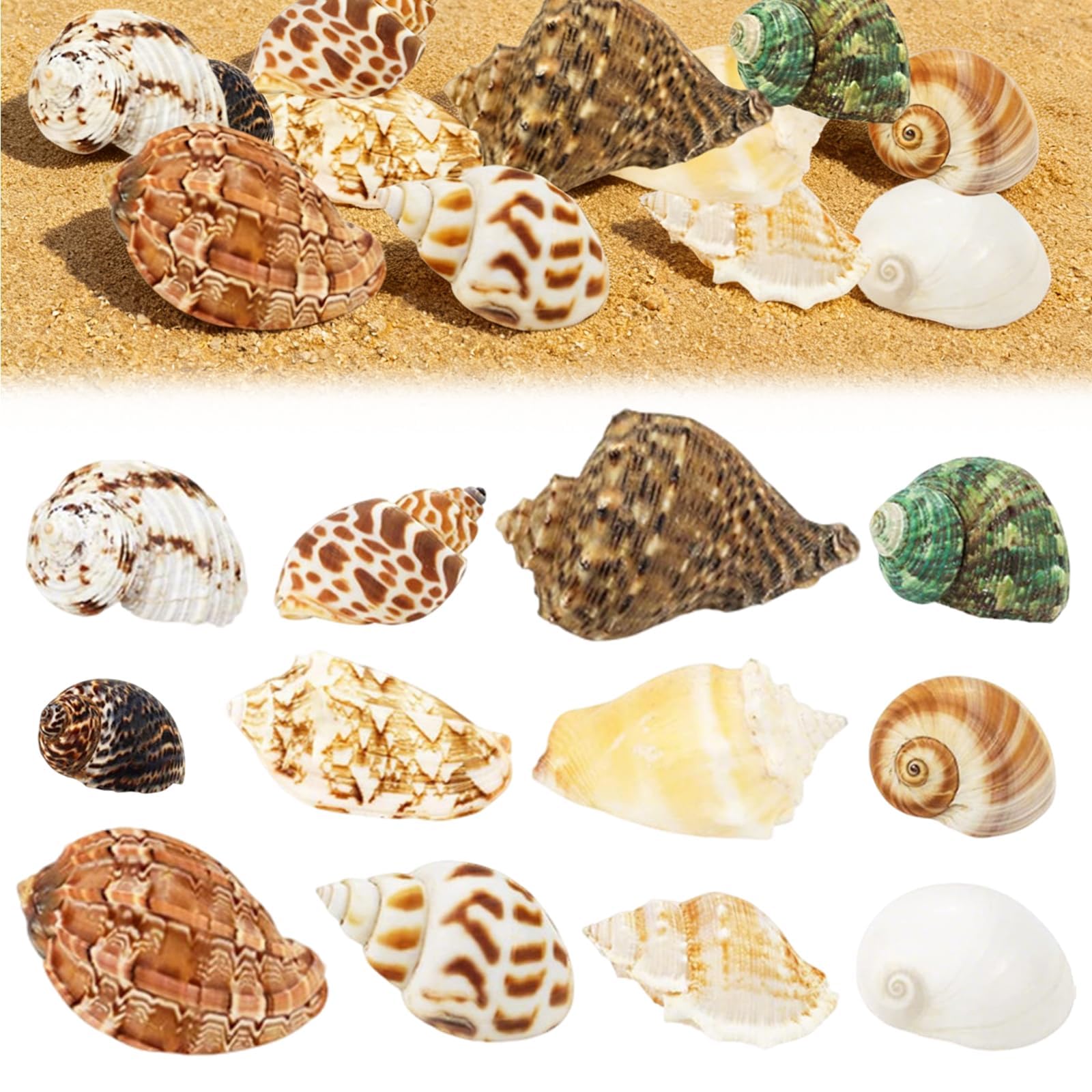 EnixwH 12 Stück Muscheln Jakobsmuscheln Meeres Deko Muscheln