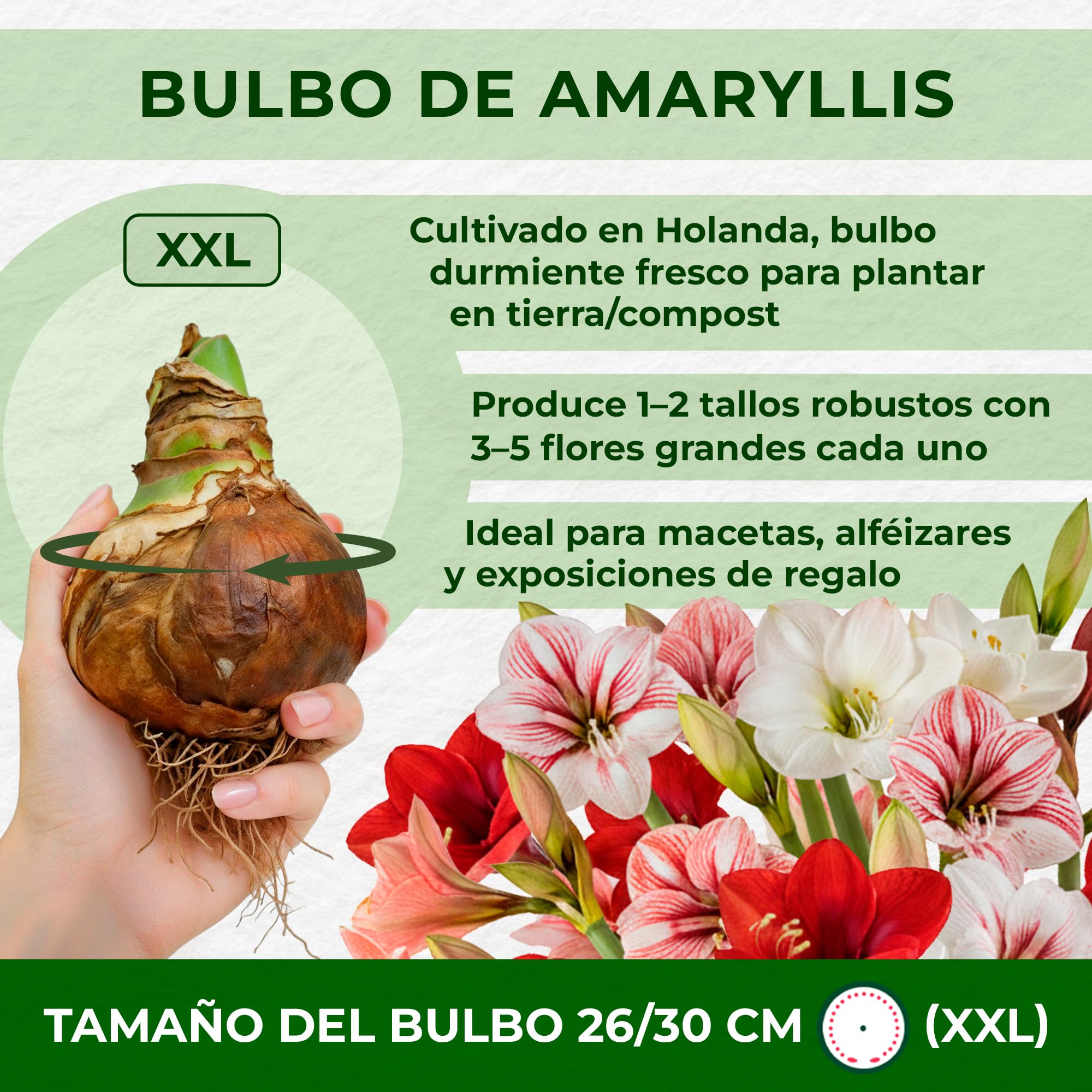 Amaryllis Surprise Collection - 10 Bulbos de Flores - Formato Grande 26/30 - Plantas Naturales Interior de Holanda - Decoracion Casa - Hippeastrum - Sin Semillas, No Artificiales, No Cera