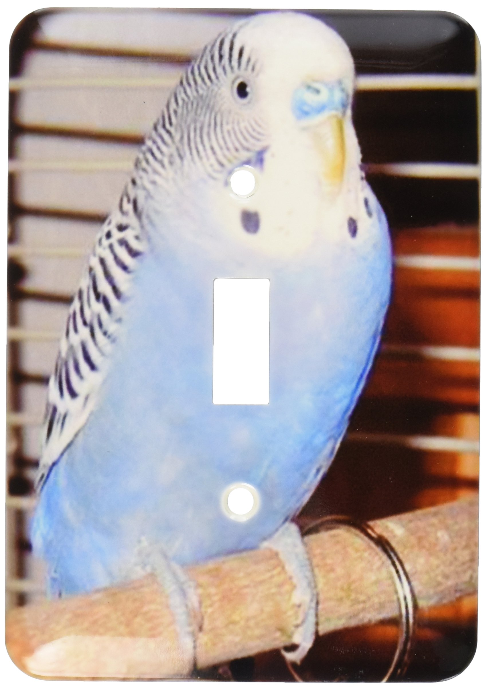 3dRose LLC lsp_983_1 Blue Parakeet, Single Toggle Switch