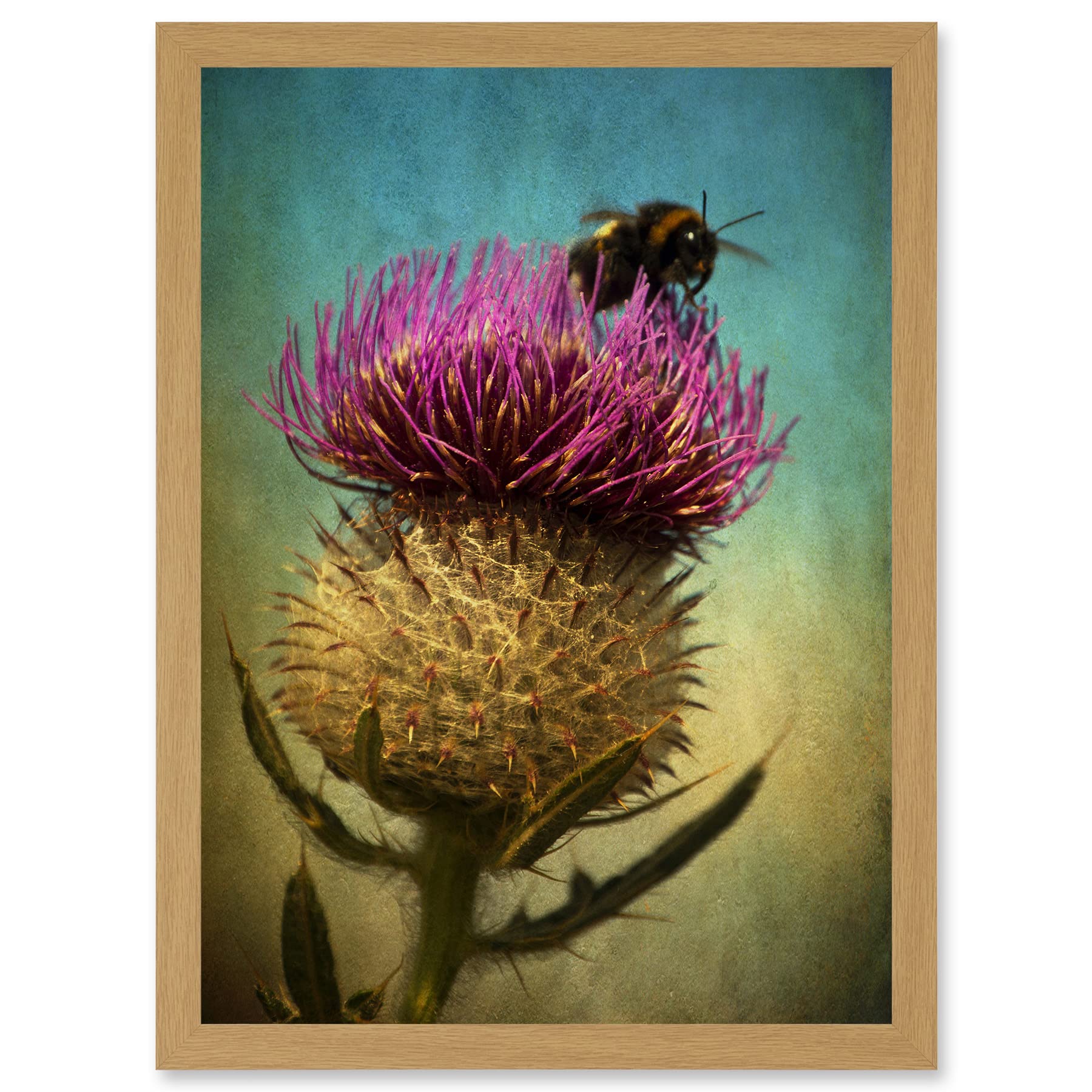 Artery8 Photo Bumble Bee Thistle Flower Scotland Picture A4 Artwork Framed Wall Art Print