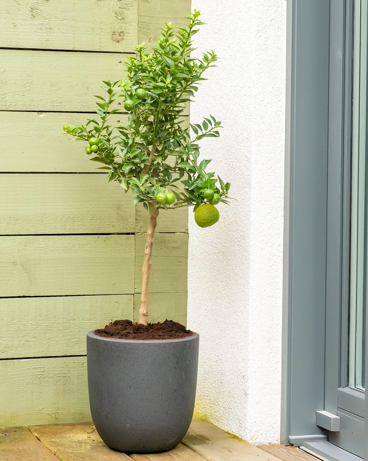 Prickle Plants Lime Patio Tree - Outdoor Citrus Variety for Patio or Garden, Produces Fresh Tangy Limes, Attractive Decorative Tree in Pot, Easy to Grow (60-90cm Incl. 20cm Pot)