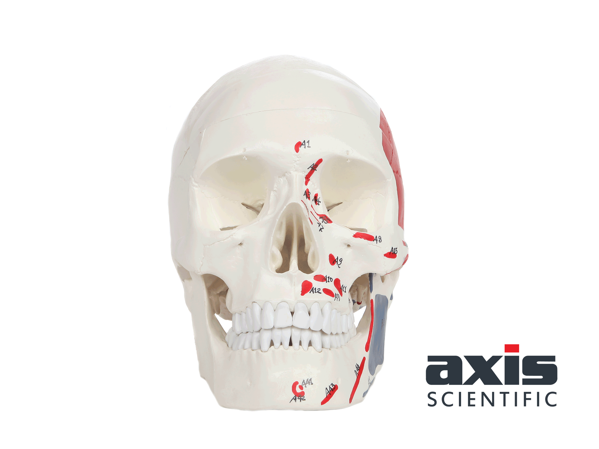 Axis Scientific Life Size 3-Part Painted and Numbered Human Skull