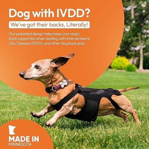 Miniatura 4 de L'il - Soporte de espalda para IVDD en perros pequeños, artritis, recuperación quirúrgica espinal, hernia de disco, disco deslizado, rehabilitación