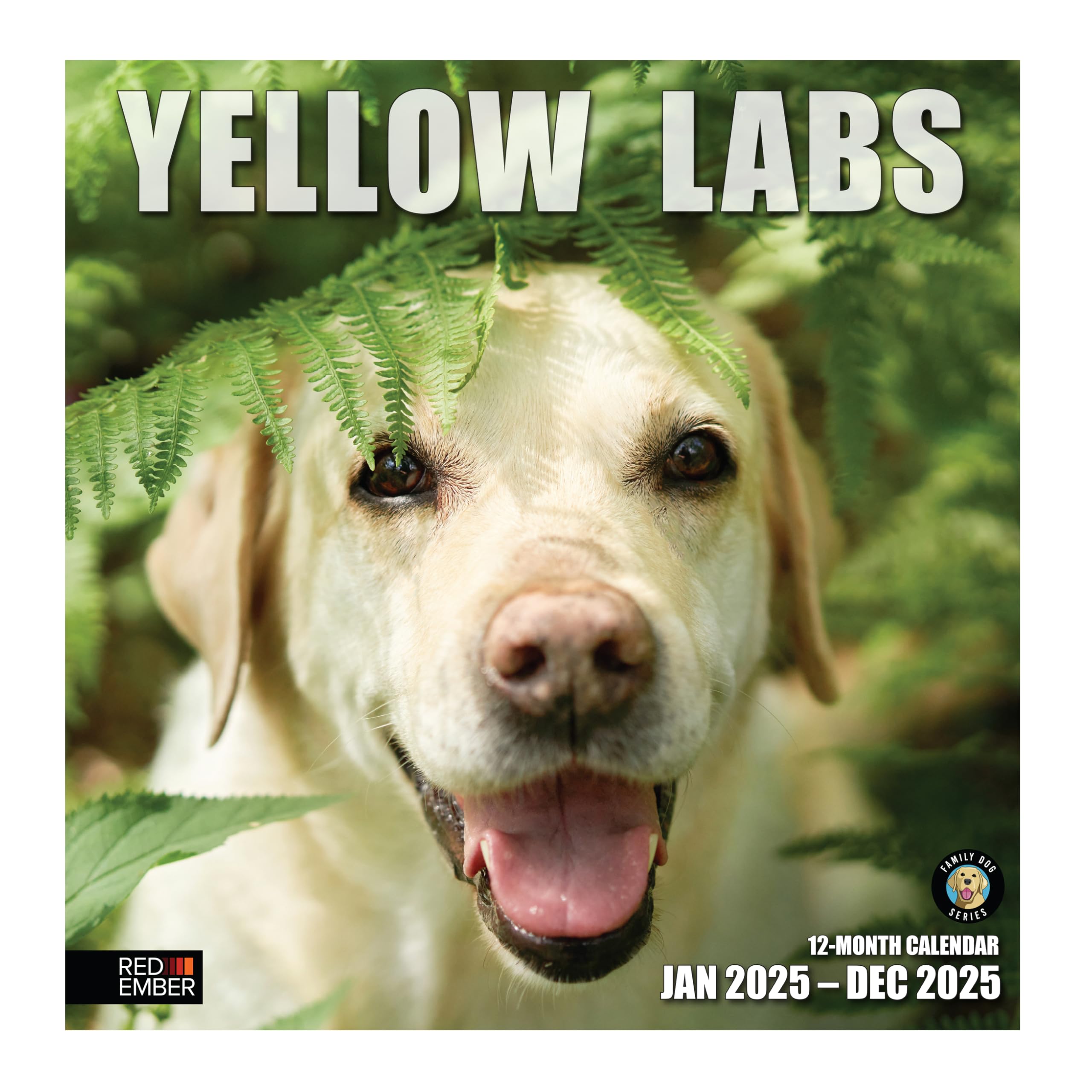 RED EMBER Yellow Labs 2025 Wall Calendar 12 Month | 12" x 24" Open | Thick &amp; Sturdy Paper | Giftable | Calendar 2025