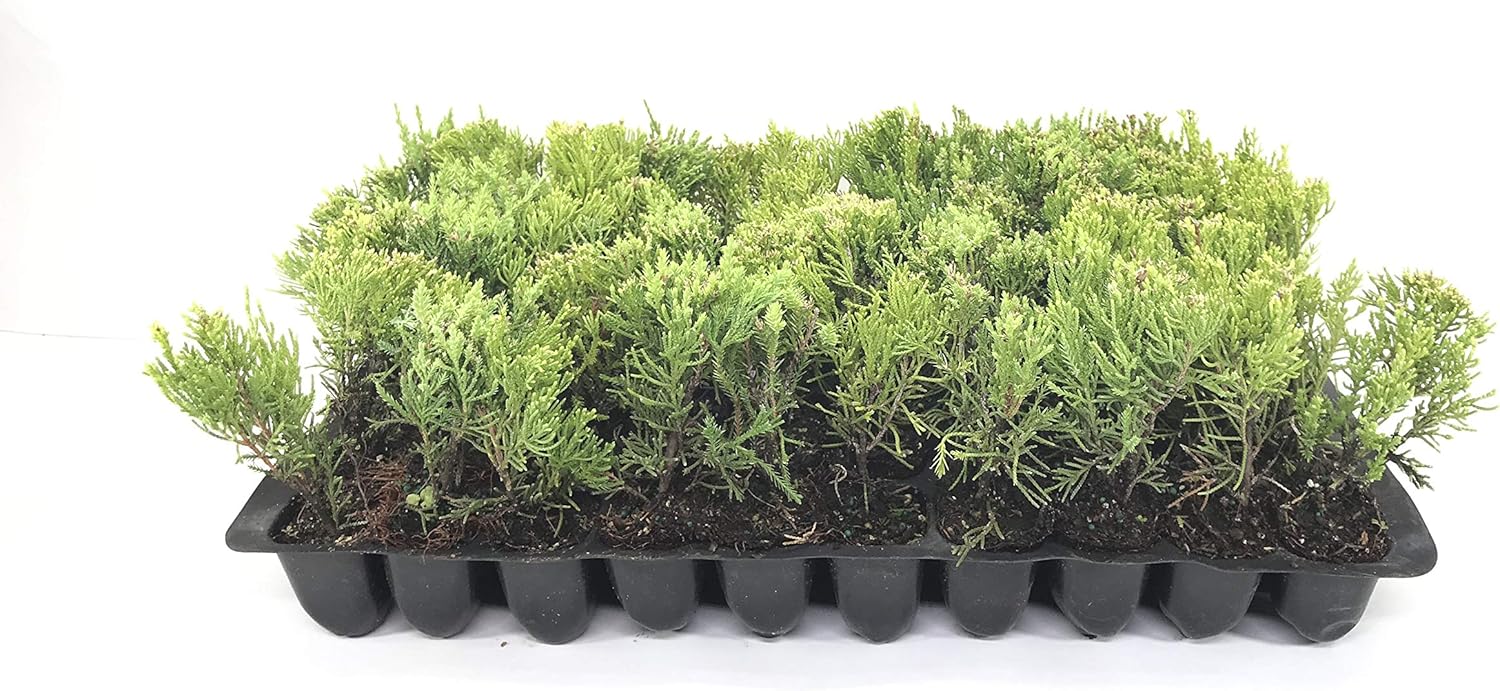 Sea Green Juniper - 10 Live Plants - Juniperus Chinensis - Hardy Evergreen Privacy Screen