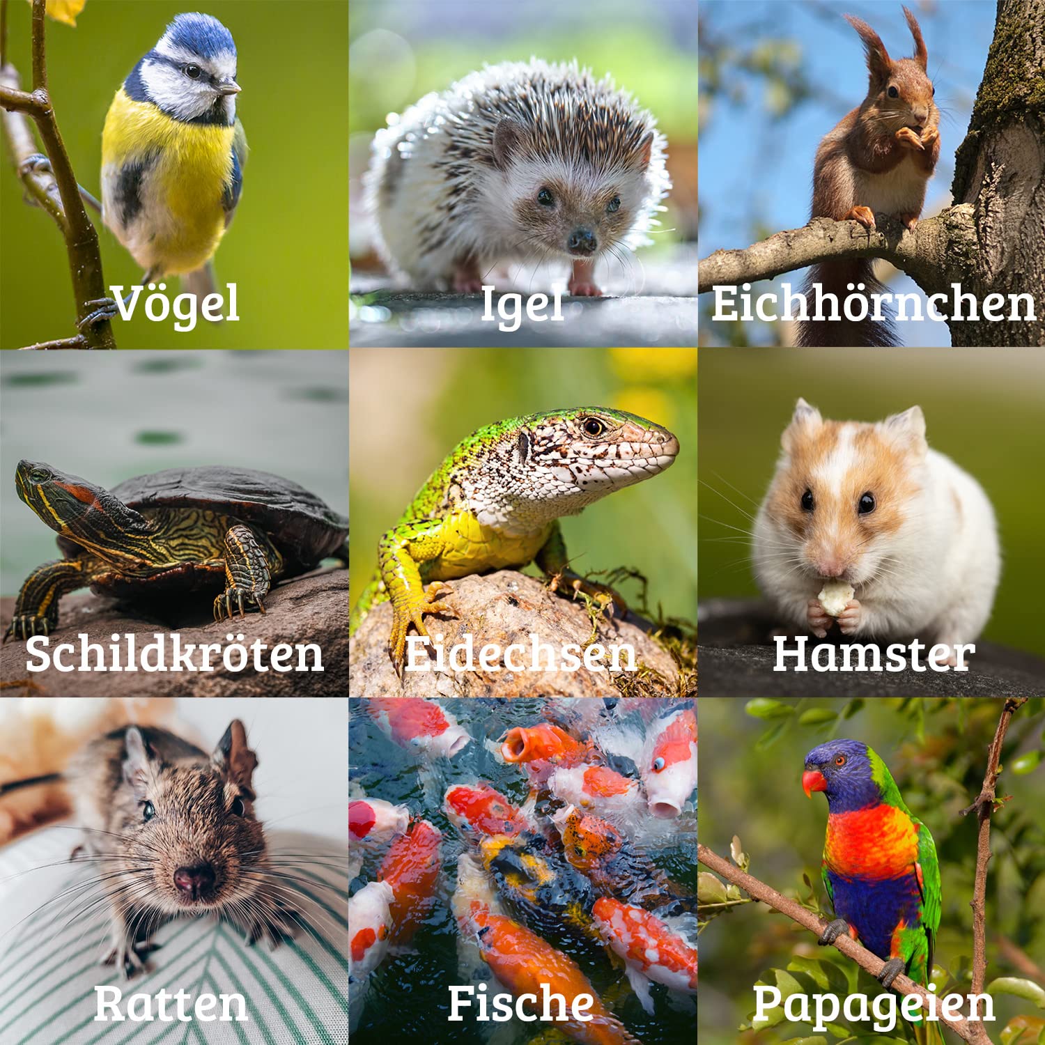 Snack Per Criceti, Ricci E Uccelli - Vermi Del Pane Cotti, Alto Contenuto Proteico - Foto 8