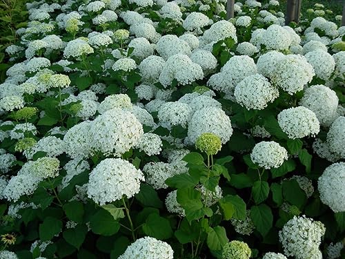 Miniatura 3 de Annabelle Hydrangea - Planta viva enviada de 1-2 pies de alto por DAS Farms (No California)